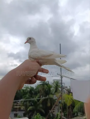 Hand-Tamed Albino Australian Dove