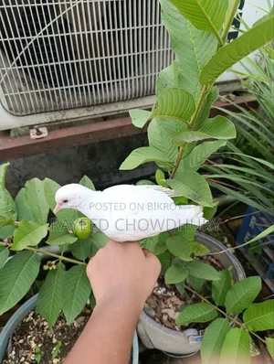 Hand-Tamed Albino Australian Dove