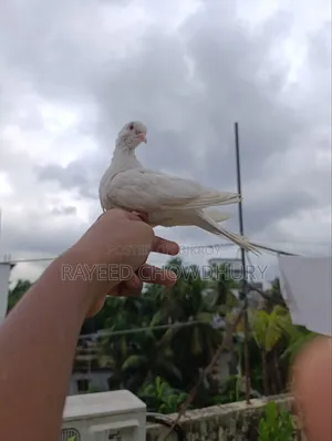 Hand-Tamed Albino Australian Dove