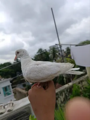 Hand-Tamed Albino Australian Dove