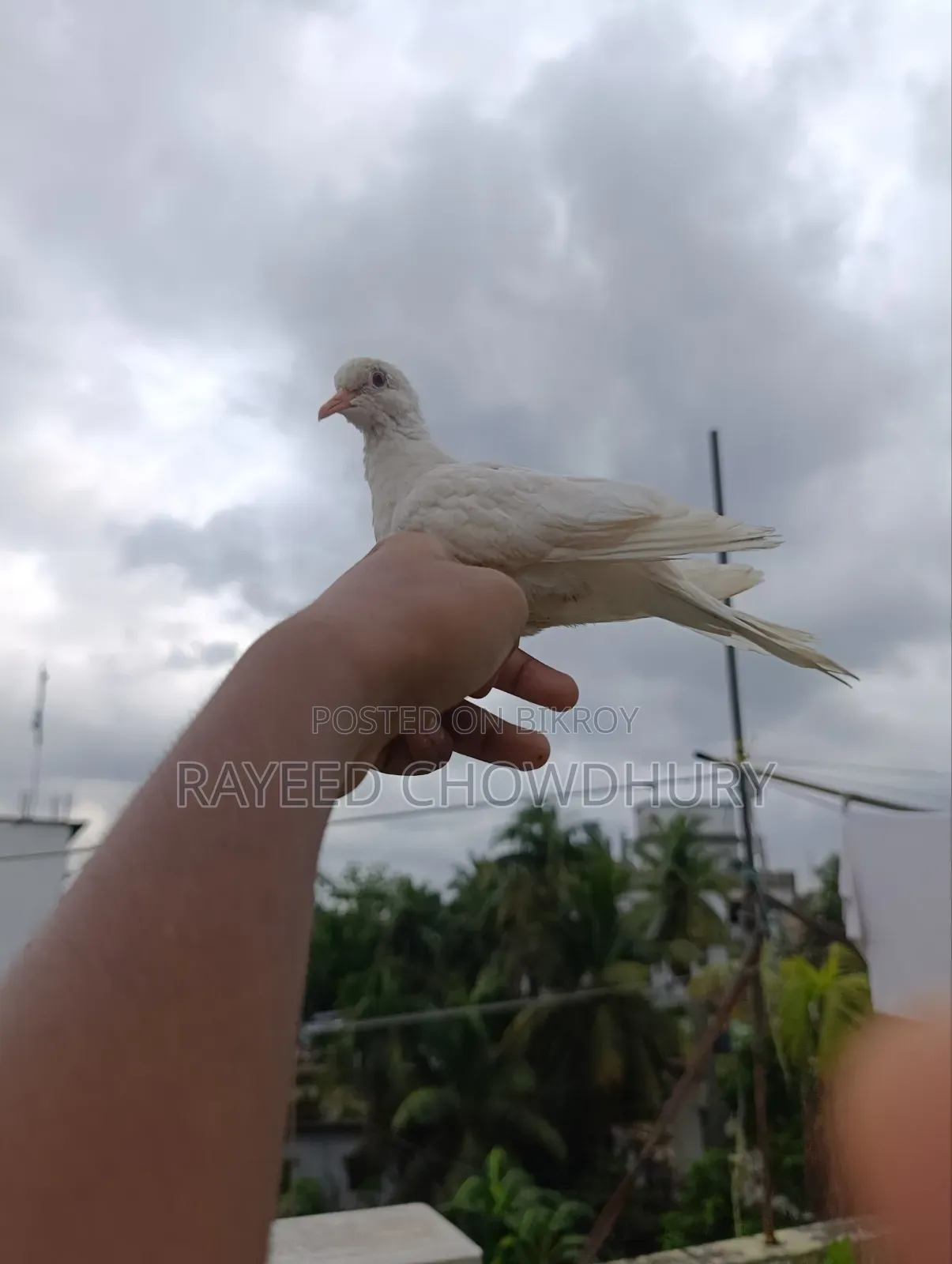 Hand-Tamed Albino Australian Dove