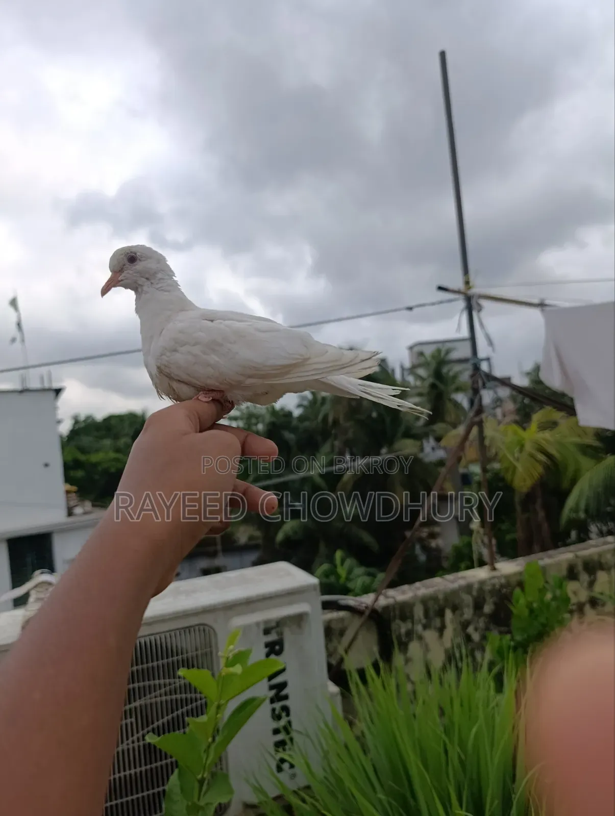Hand-Tamed Albino Australian Dove