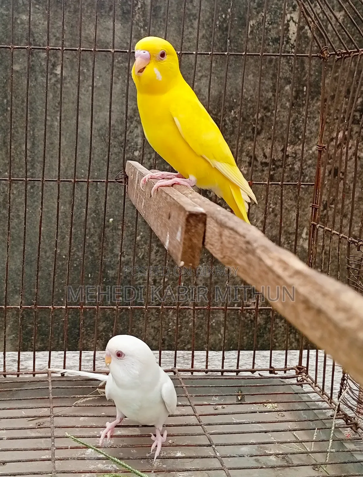 Red Eye Budgie Bird
