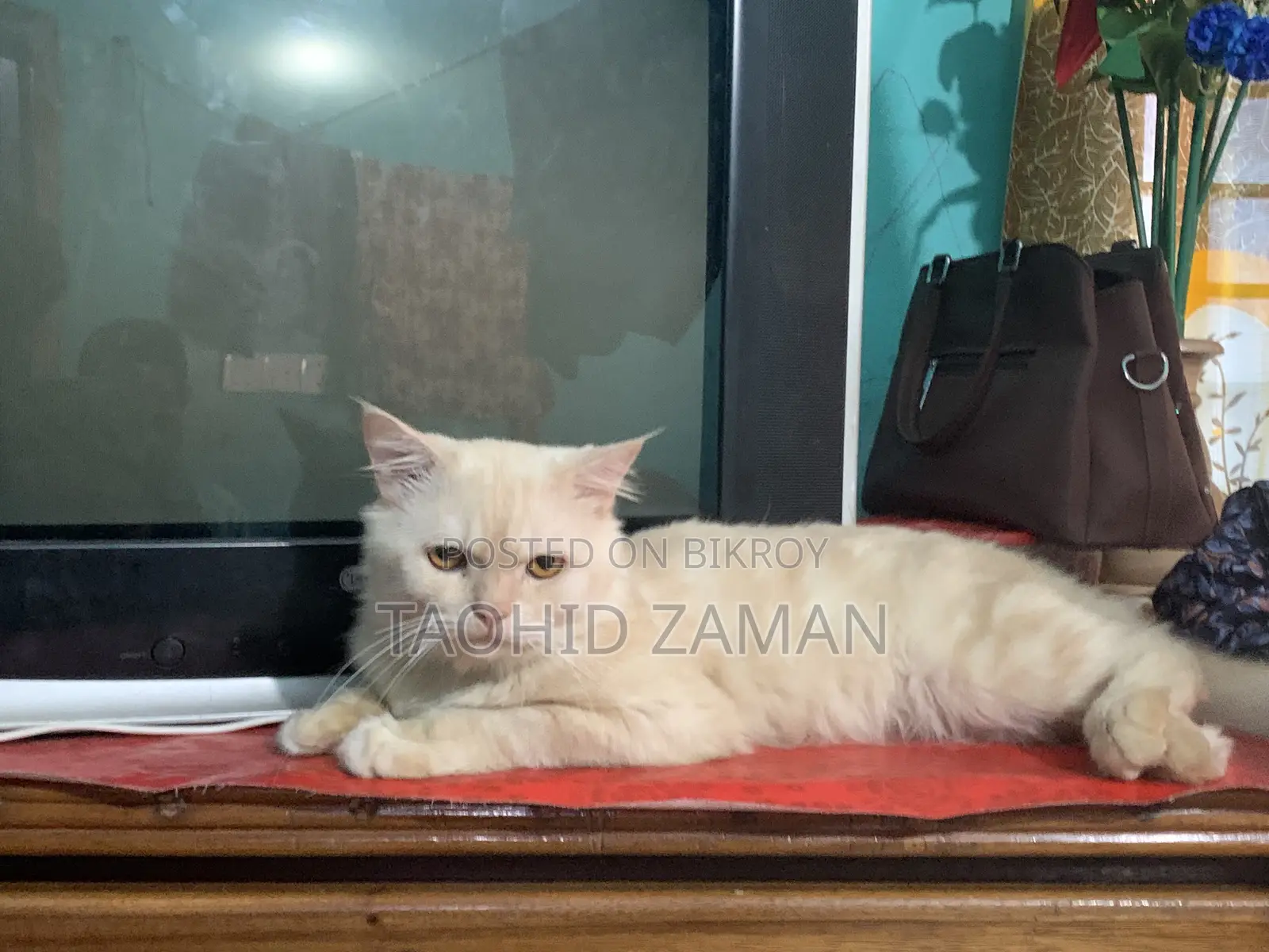 6-12 Months Male Purebred Persian