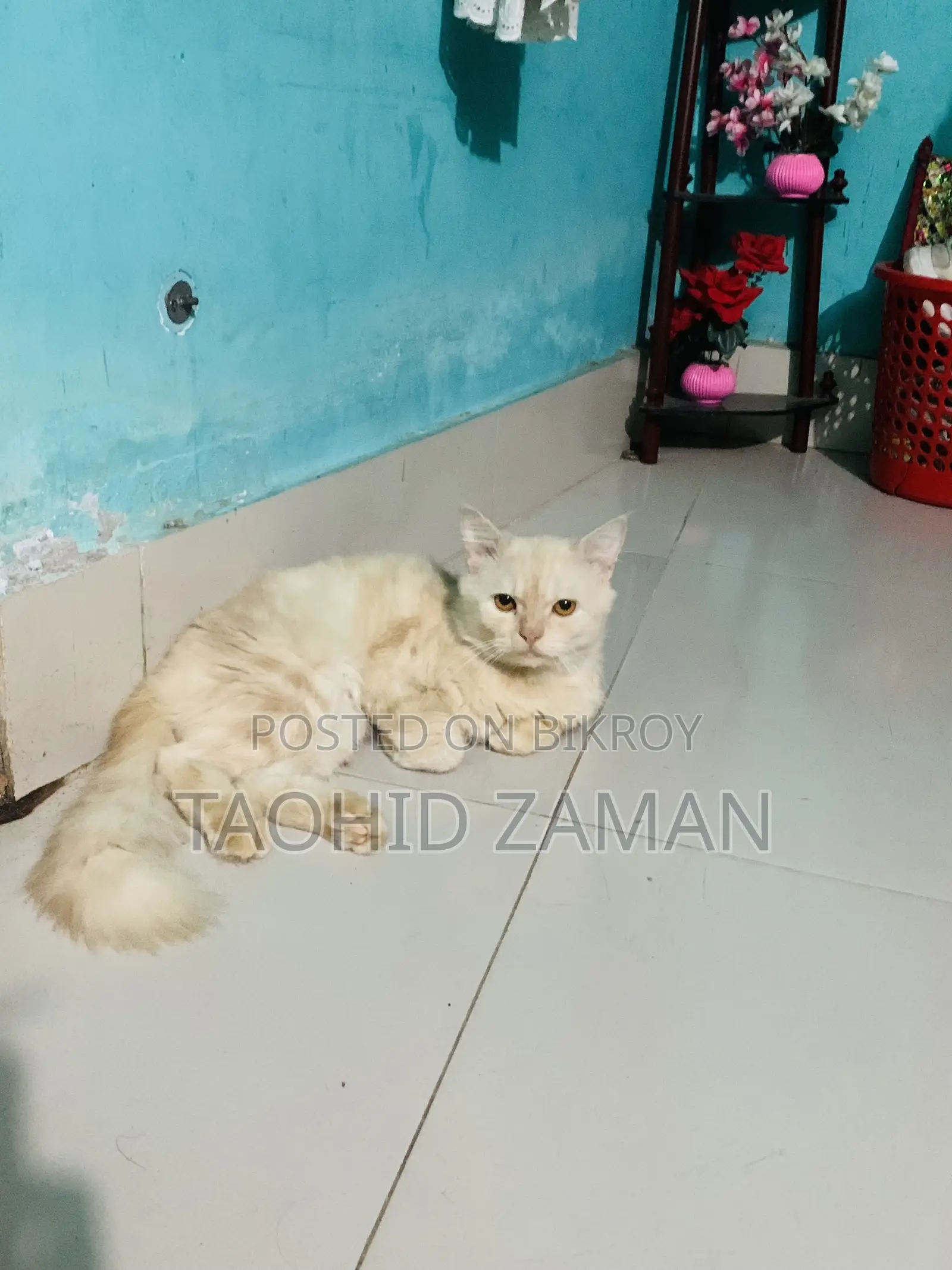 6-12 Months Male Purebred Persian
