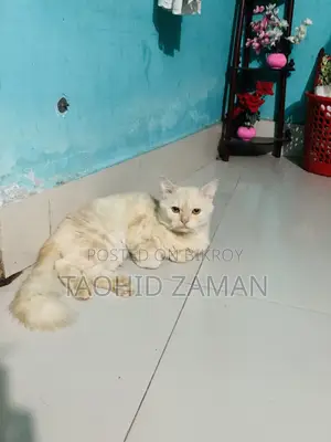 6-12 Months Male Purebred Persian