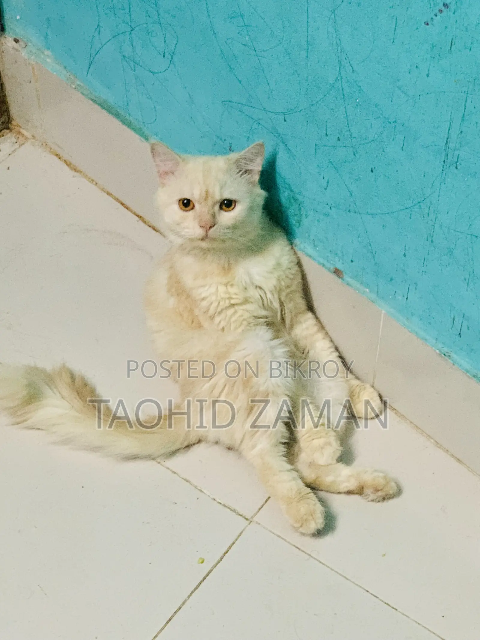 6-12 Months Male Purebred Persian