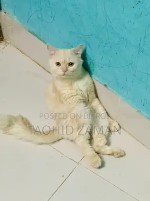6-12 Months Male Purebred Persian