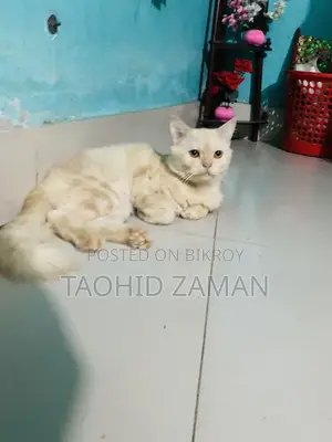 6-12 Months Male Purebred Persian