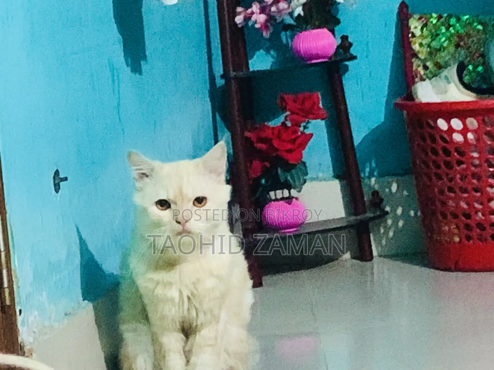 6-12 Months Male Purebred Persian