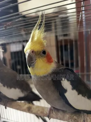 Cockatiel Bird (Pair)