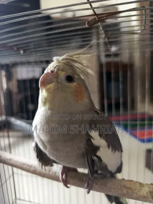 Cockatiel Bird (Pair)