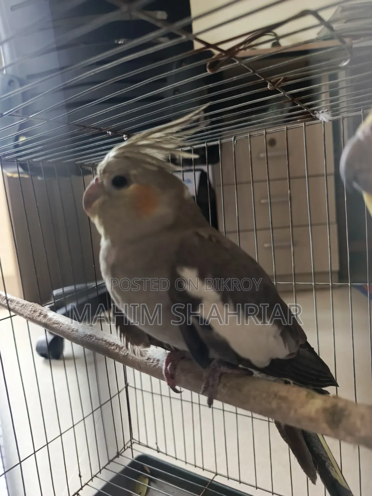 Cockatiel Bird (Pair)