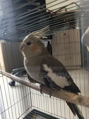 Cockatiel Bird (Pair)