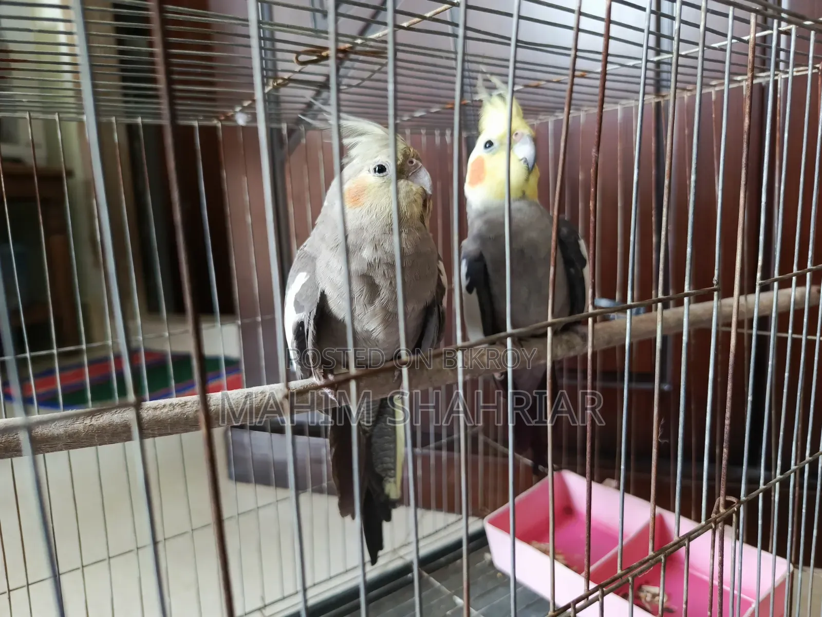 Cockatiel Bird (Pair)