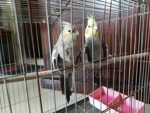 Cockatiel Bird (Pair)