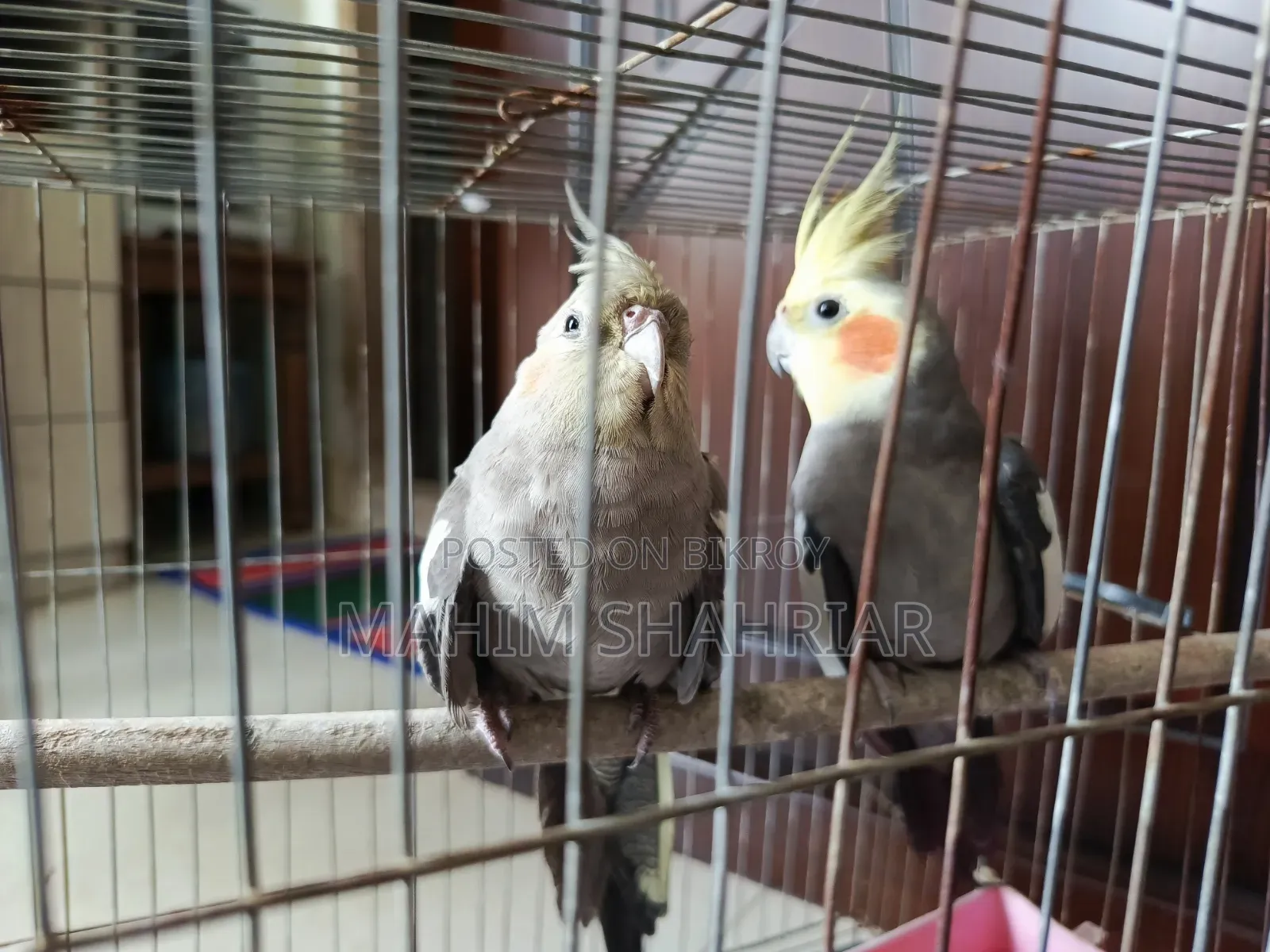 Cockatiel Bird (Pair)