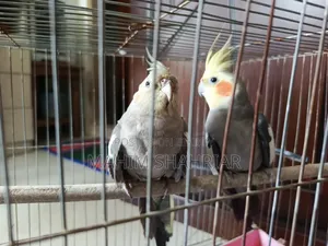 Cockatiel Bird (Pair)