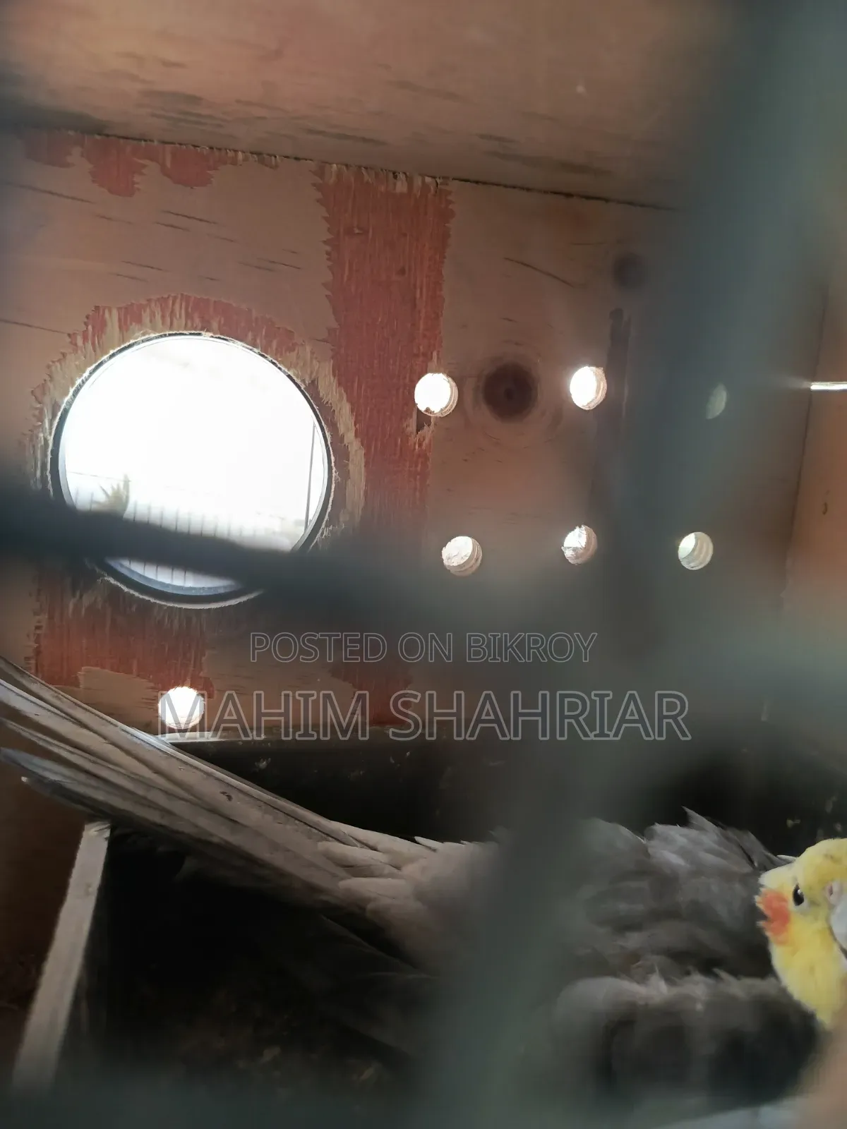 Cockatiel Bird (Pair)