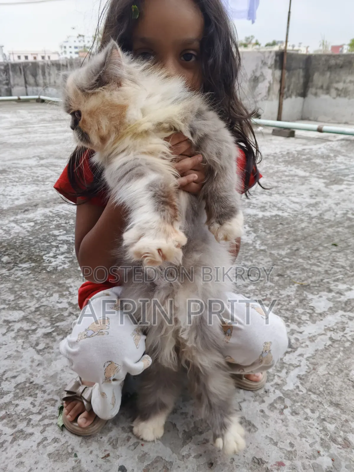 6-12 Months Female Purebred Exotic