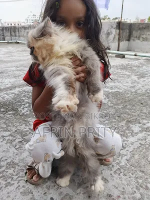 6-12 Months Female Purebred Exotic