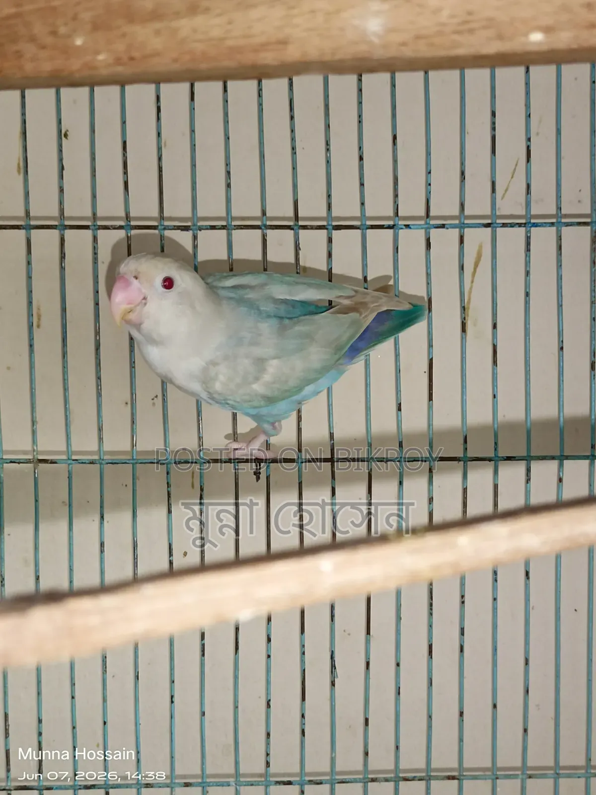 Love Bird Male