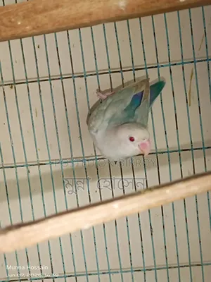 Love Bird Male