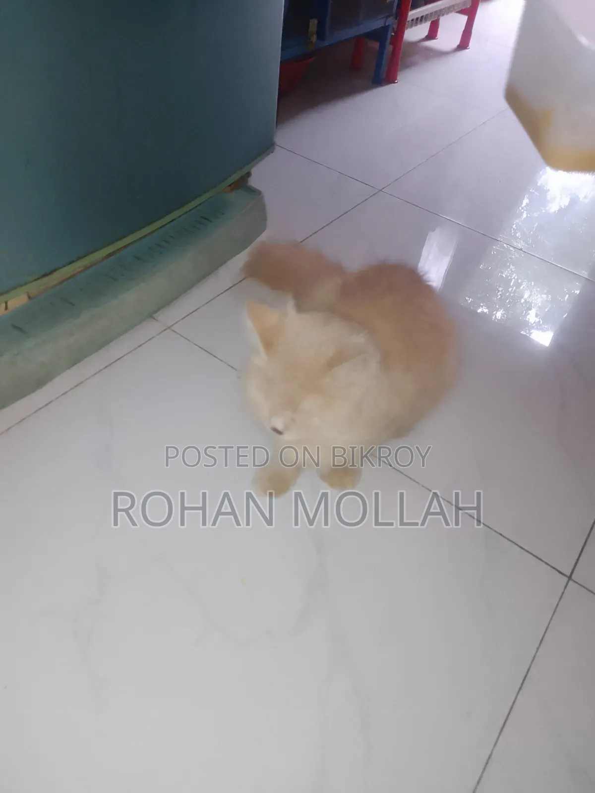 1+ Year Male Purebred Persian Cat