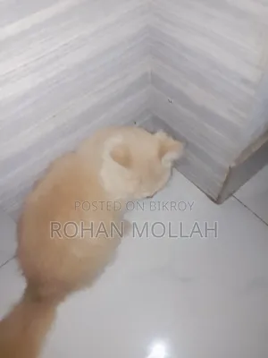 1+ Year Male Purebred Persian Cat
