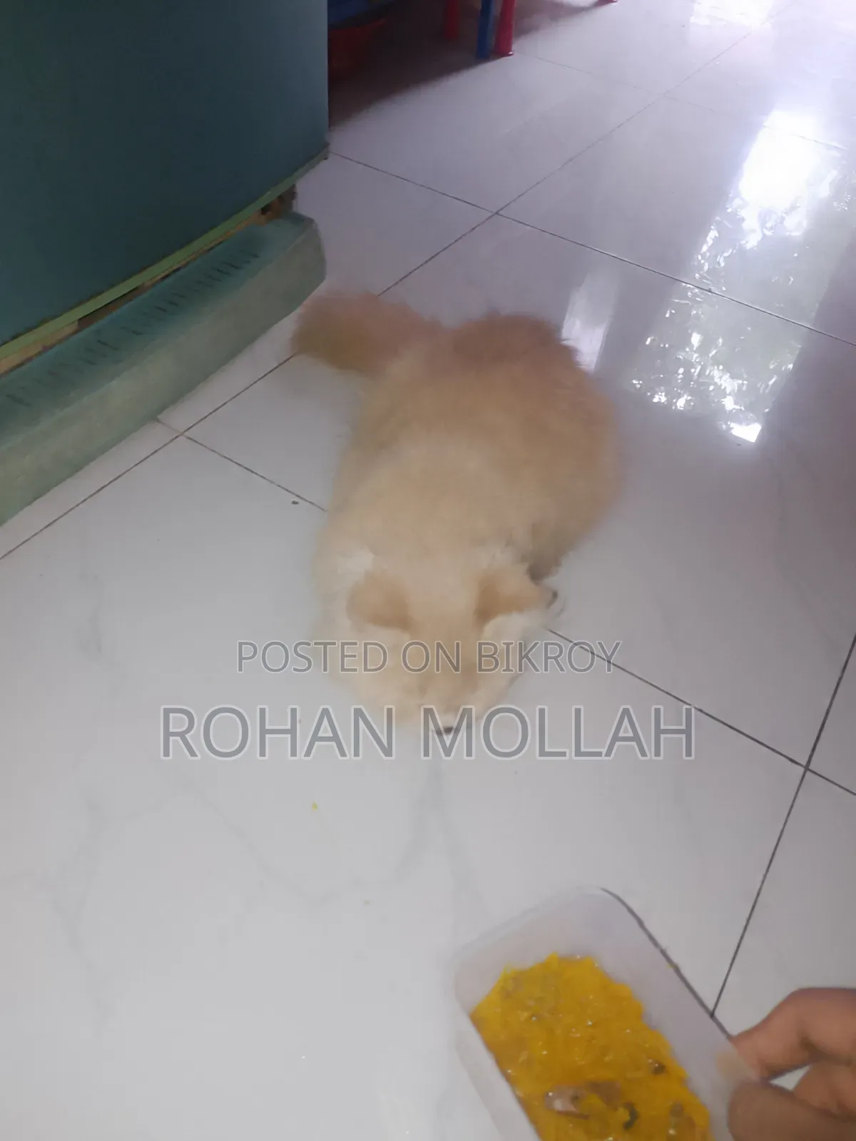 1+ Year Male Purebred Persian Cat