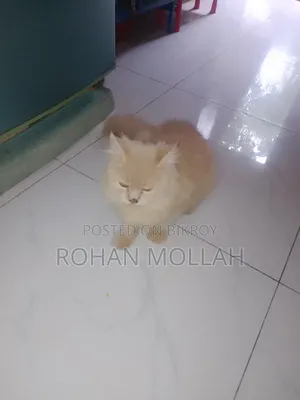 1+ Year Male Purebred Persian Cat
