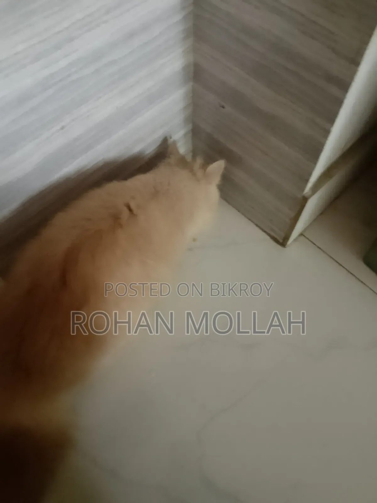 1+ Year Male Purebred Persian Cat