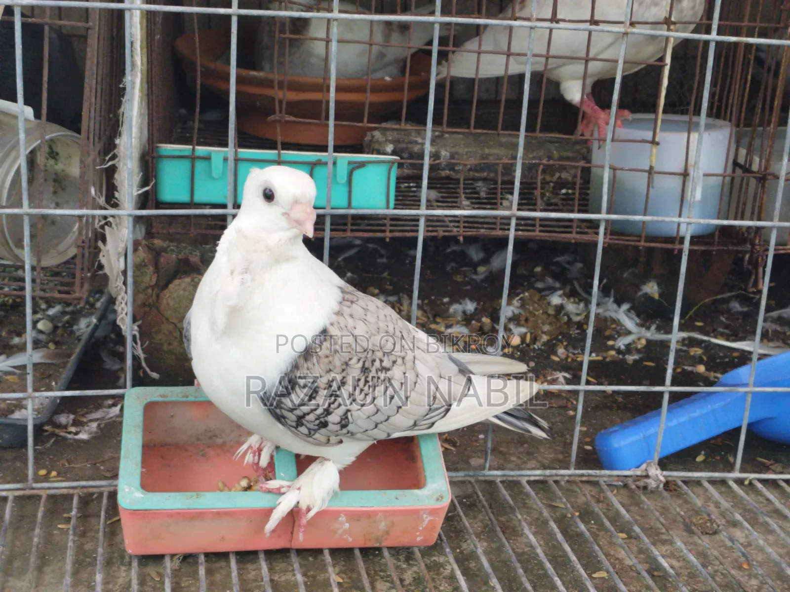 Jhorna Satin Running Male