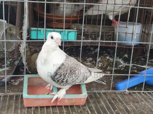 Jhorna Satin Running Male