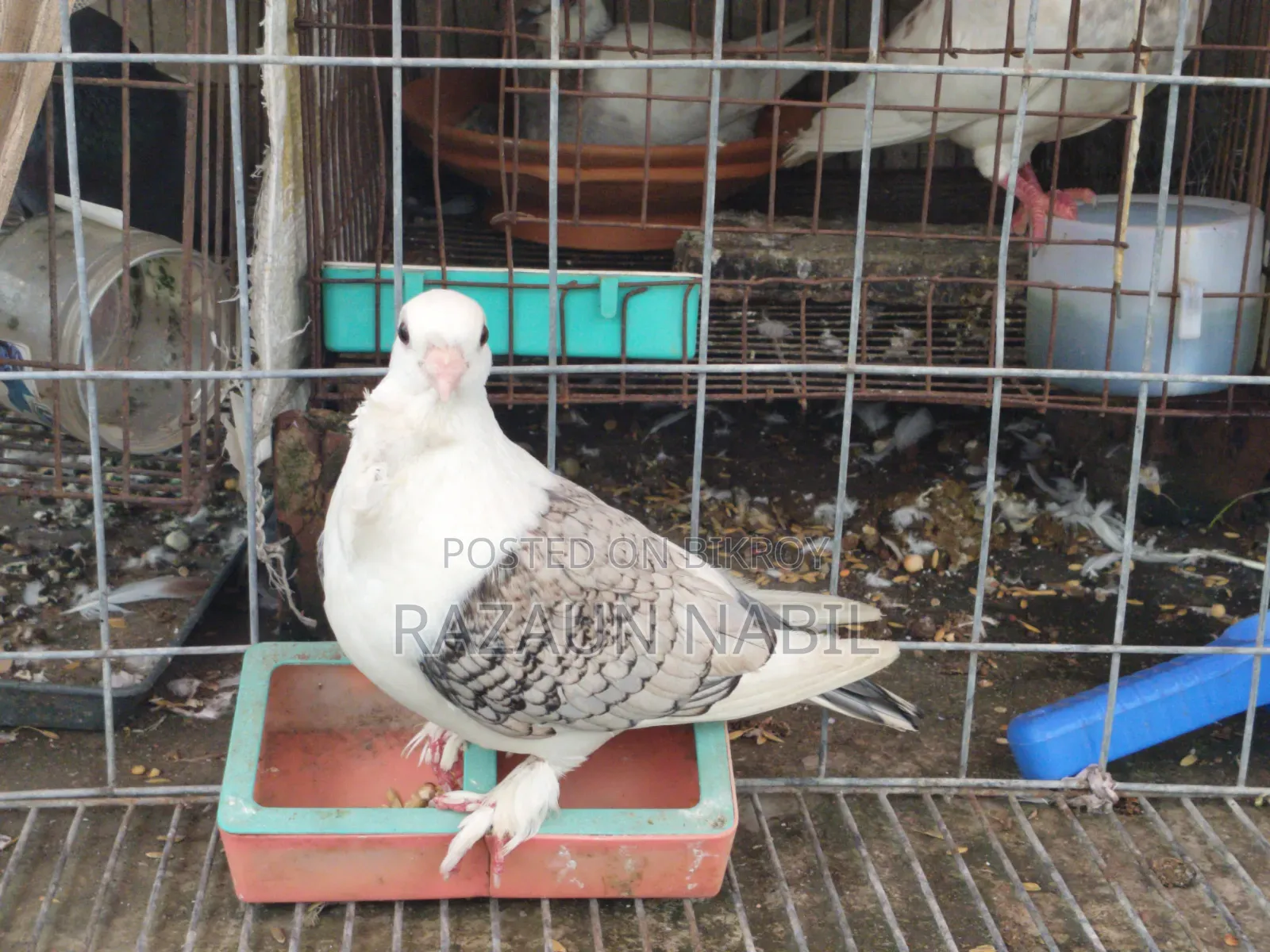 Jhorna Satin Running Male