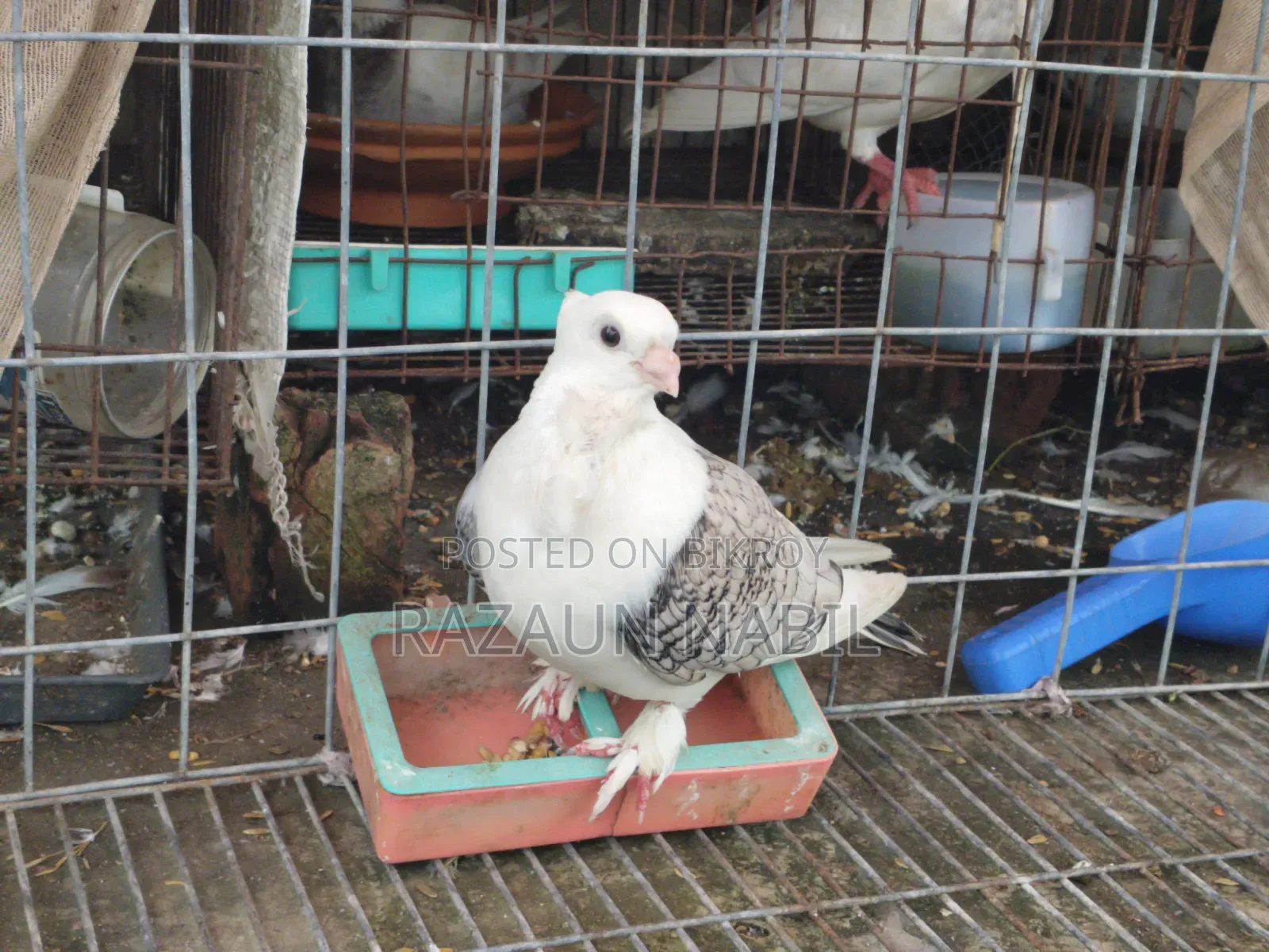 Jhorna Satin Running Male