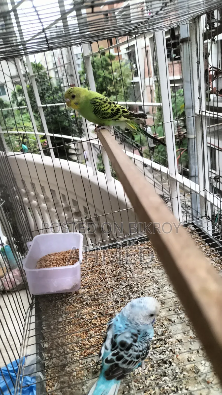 New Adult Budgerigar Pair