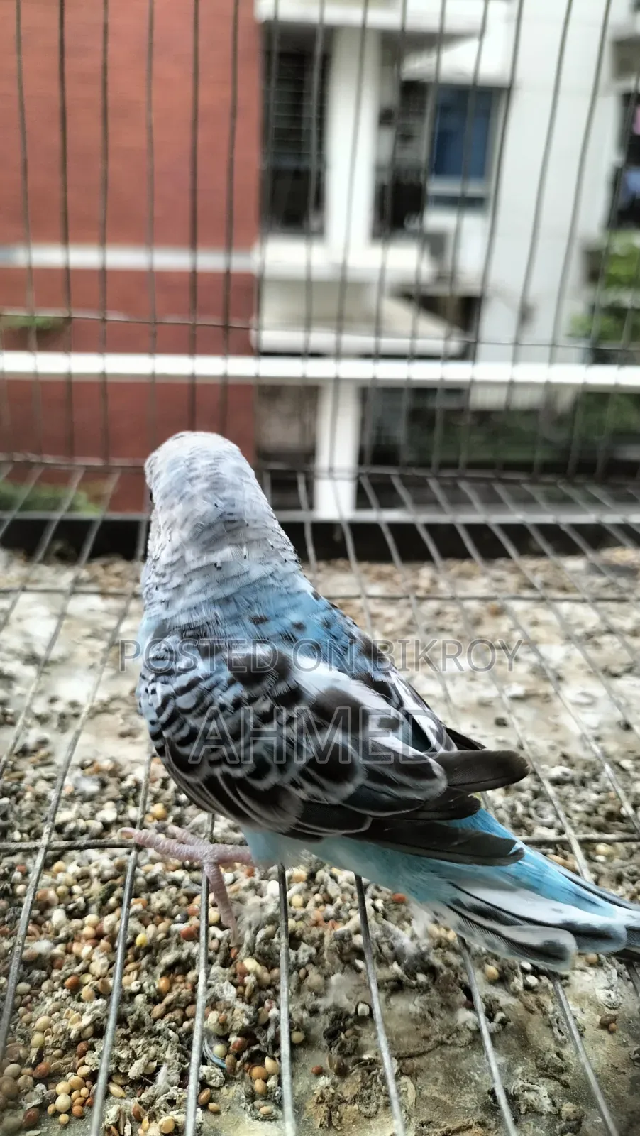 New Adult Budgerigar Pair