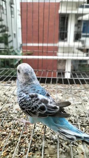 New Adult Budgerigar Pair