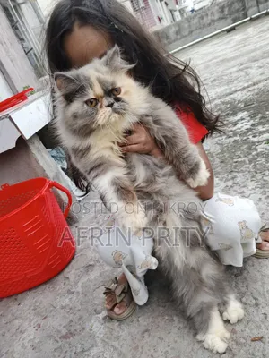 6-12 Months Female Purebred Persian