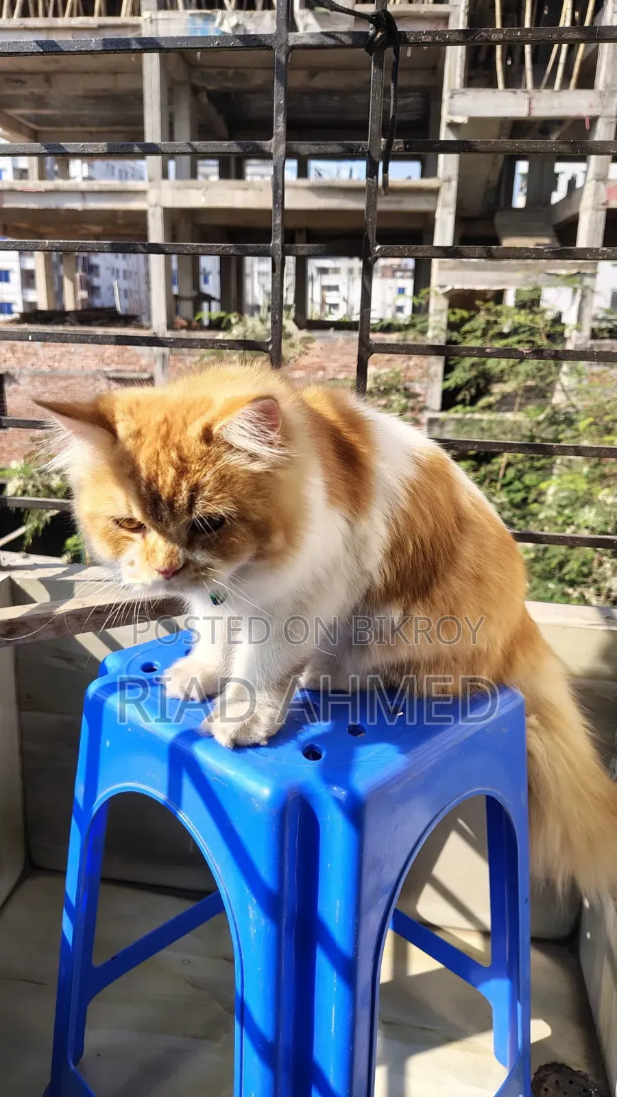 6-12 Months Male Purebred Persian Cat