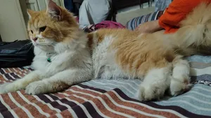 6-12 Months Male Purebred Persian Cat