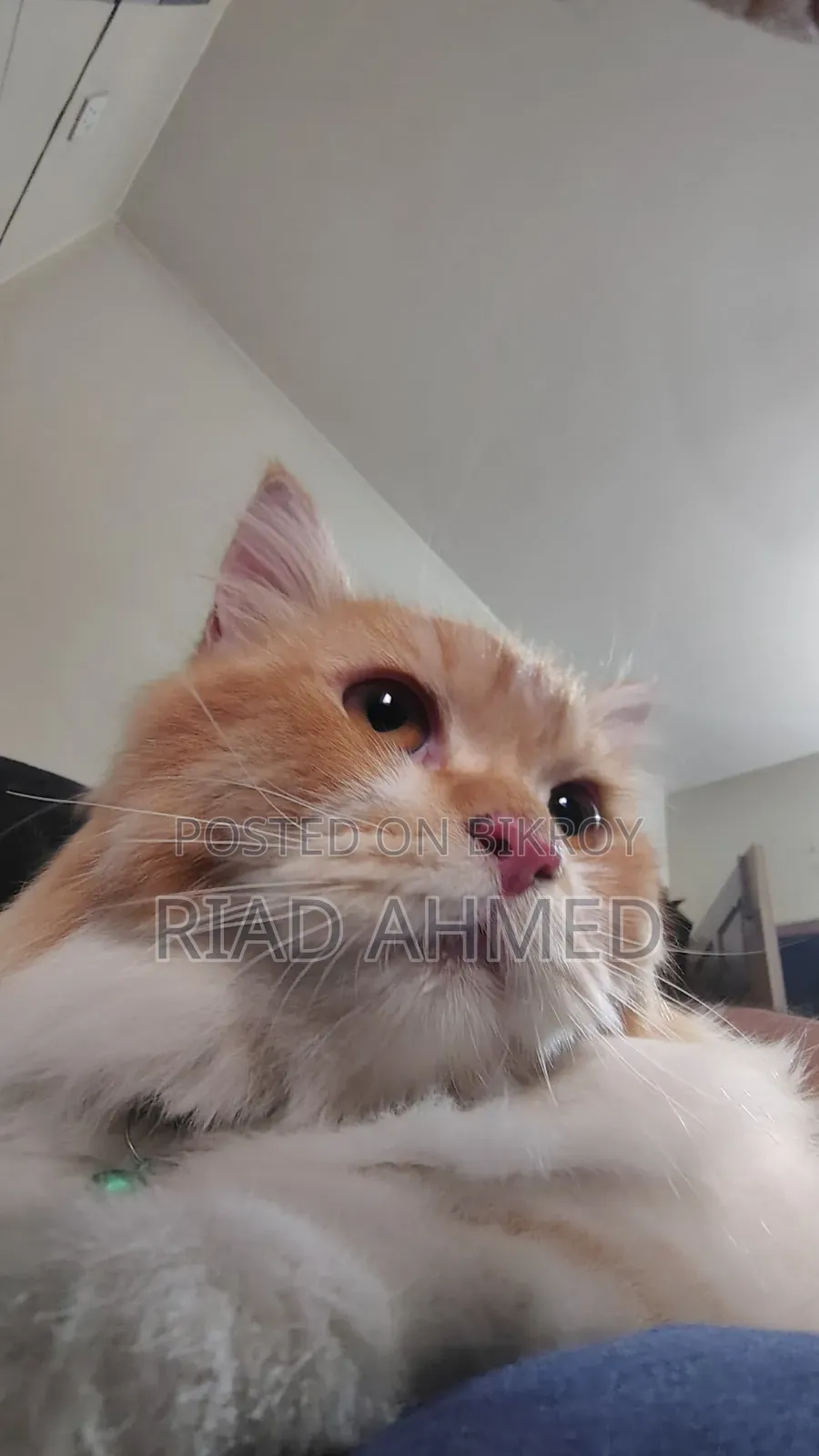 6-12 Months Male Purebred Persian Cat