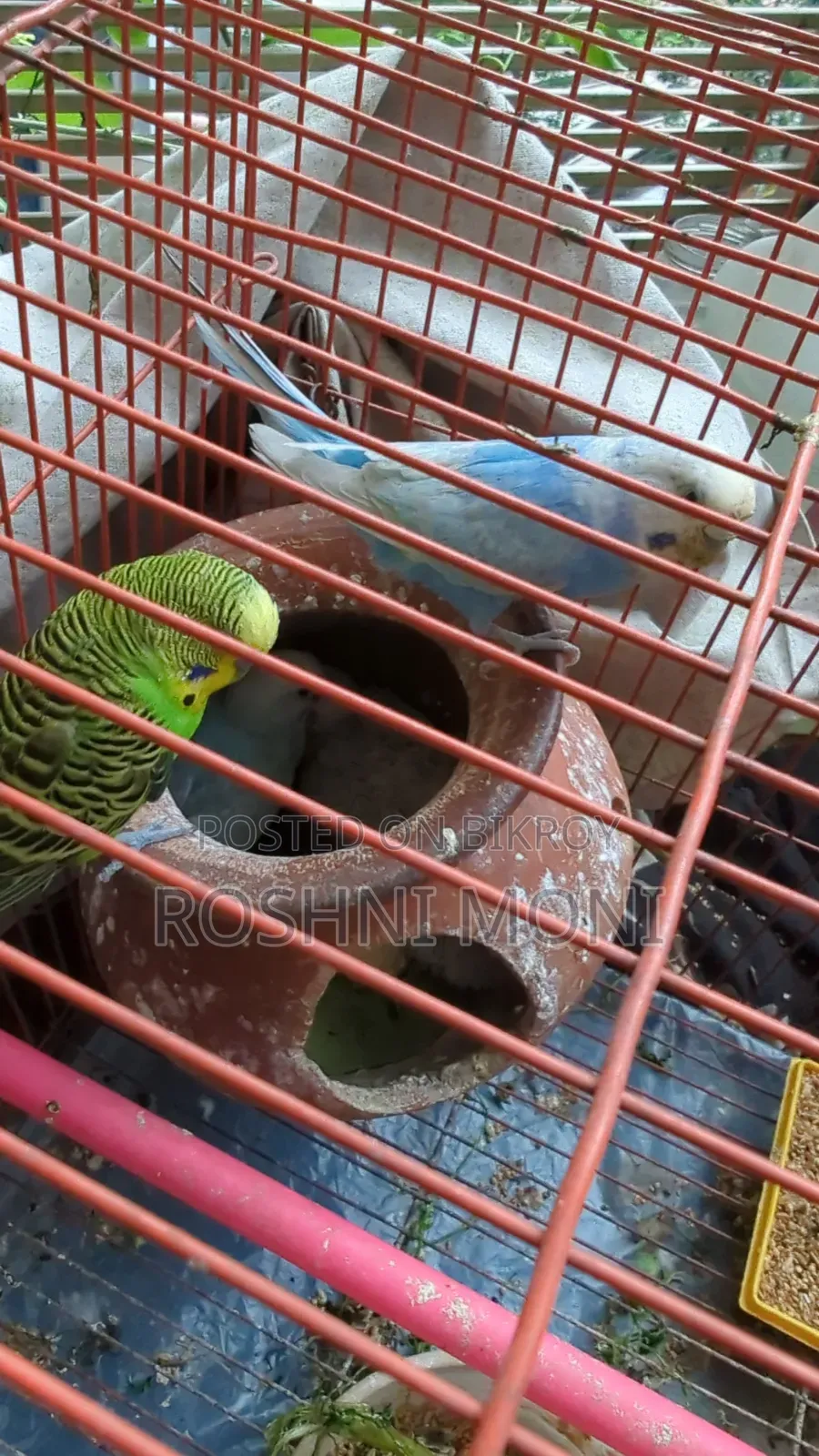 Budgies 2 Pair and Three Chicks