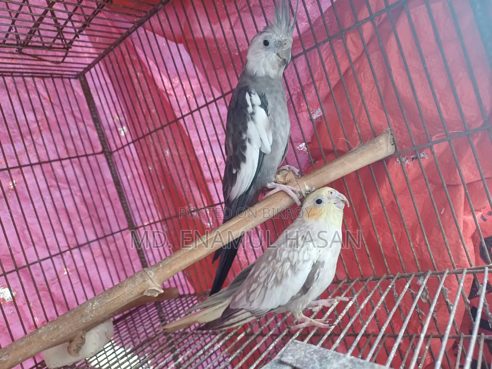 Cockatiel Birds Running Pair and Cage for Sale.