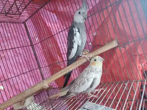Cockatiel Birds Running Pair and Cage for Sale.