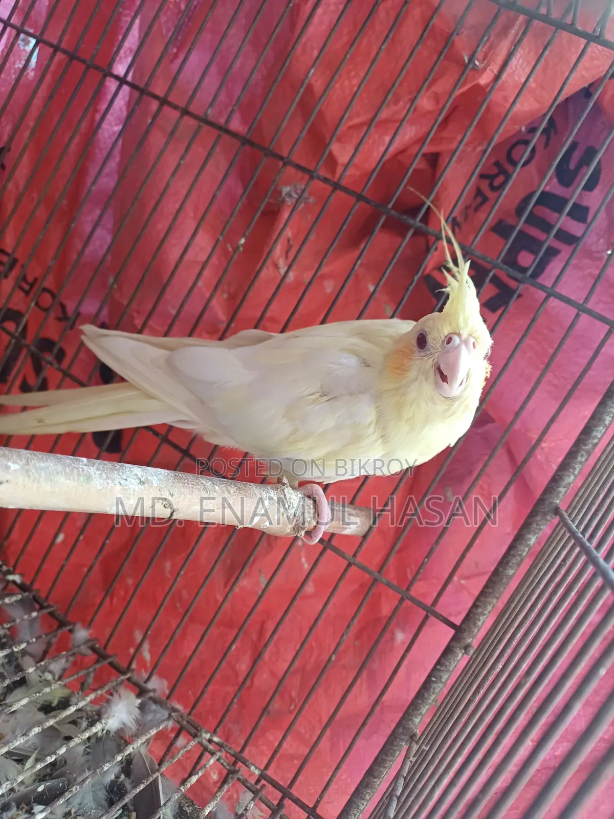 Cockatiel Birds Running Pair and Cage for Sale.