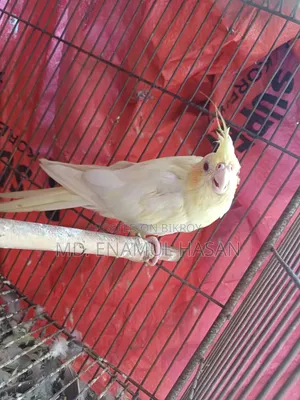 Cockatiel Birds Running Pair and Cage for Sale.