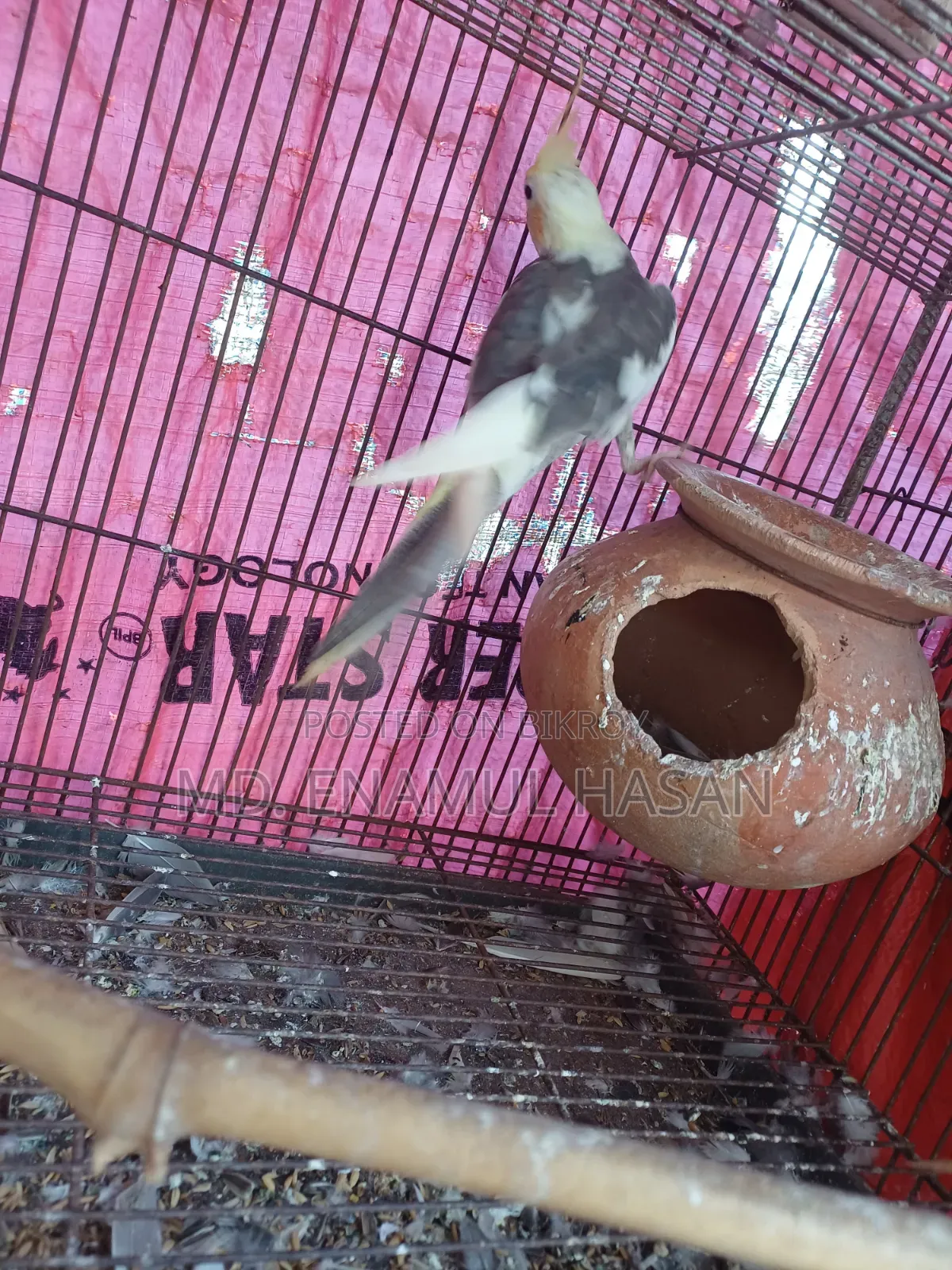 Cockatiel Birds Running Pair and Cage for Sale.