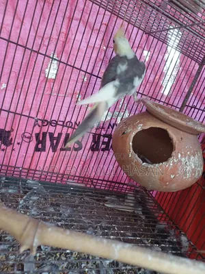 Cockatiel Birds Running Pair and Cage for Sale.